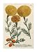 Marigold Magic I - Johann Wilhelm Weinmann Art Print Poster 20 x 30
