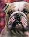 Bulldog Dog Art Print Signed by Artist DJ Rogers