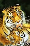 TIGER - MOTHERS LOVE - 24x36 Poster Poster Print, 24x36