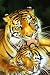 TIGER - MOTHER'S LOVE - 24x36 Poster Poster Print, 24x36