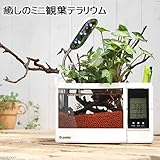 (観葉)私のオアシス 癒しのミニ観葉テラリウム ファニティWH(作成セット) 本州・四国限定[生体]