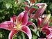 Pink Lily Flowers, Lilium Speciosum Hybrid, Taken in August in a Garden in Devon, England Photographic Poster Print by Michael Black, 18x24