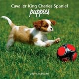 Kitchen & Housewares : Cavalier King Charles Spaniel Puppies 2009 Calendar