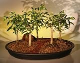 Bonsai Boy's Oriental Ficus Bonsai Tree Five 5 Tree Forest Group benjamina 'orientalis' Bonsai Boy's Oriental Ficus Bonsai Tree Five 5 Tree Forest Group benjamina 'orientalis'