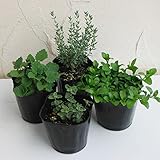 猫が喜ぶハーブ4種セット（キャットミント・キャットニップ・キャットタイム・ペニーロイヤルミント）