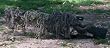 Ghillie Rifle Wrap Desert Outdoors Camo-Ghillie