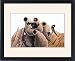 Framed Prints of AUDUBON SWALLOW. Cliff swallow (Petrochelidon pyrrhonta), from John James from Granger Art on Demand