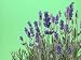 Lavender - 24