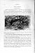Natural History 1894-95 Hare Leporidae Rodent Print