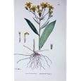 BOTANY PLANTS c1902 BROAD LEAVED RAGWORT SENECIO FLOWER