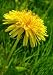 The Gold Flower of Dandelion - 24