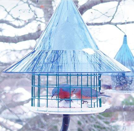 Arundale Sky Cafi Bluebird Feeder