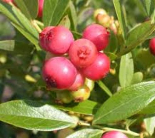 Pink Lemonade Blueberry (Vaccinium) - Live Plant - Quart Pot Pink Lemonade Blueberry (Vaccinium) - Live Plant - Quart Pot