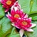 Water Lilies - 36