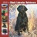 Black Labrador Retrievers 366 Days 2008 Wall Calendar