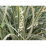 ノシラン(熨斗蘭)・ビッタータス(大株)根締め コンテナガーデン 食用不可庭木 常緑多年草