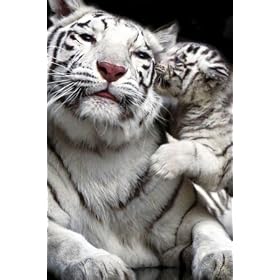 Tiger - Kiss - Maxi Poster - 61 cm x 91.5 cm
