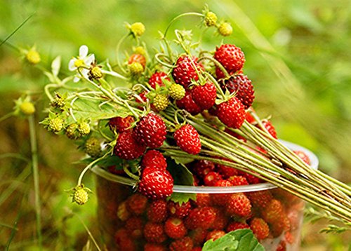 Rare Seeds Red Strawberry Blesk Zvezd - Glitter Stars Organic Russian Berries