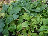 Eigenschaften Dachstauden  / Symphytum grandiflorum - Beinwell