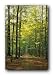 FOREST PATH TRAIL NATURE PHOTOGRAPH 24X36 POSTER 8638