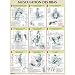 Musculation Bras Poster