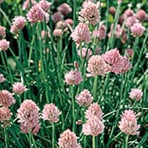 Seeds of Change: Garden Chives Seeds