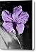 Mexican Petunia Canvas Print / Canvas Art - Artist Shaddowcat Arts - Sherry