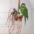BONKERS - Brainy Bird Wild Series Toys
