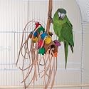 BONKERS - Brainy Bird Wild Series Toys