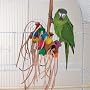 BONKERS - Brainy Bird Wild Series Toys