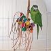 Cockatiels Parrots and Birds