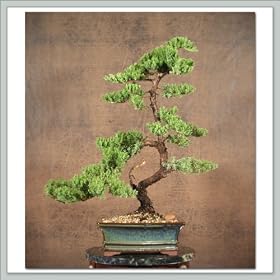 Upright Juniper Bonsai Tree VI
