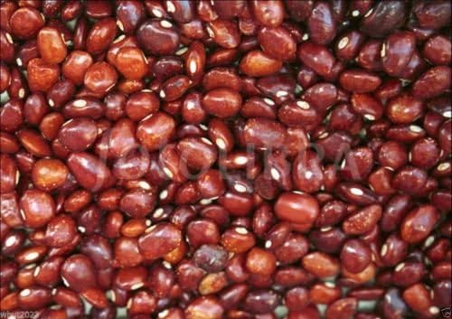 Frijol Piloy Amarillo bean, Very Rare Heirloom Pole bean From Guatemala- 50 SEED