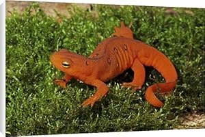 Red Eft - Terrestrial Form of Red-Spotted Newt Canvas Prints
