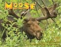 Moose 2010 Wall Calendar 12" X 12"