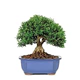 Brussel's Kingsville Boxwood Bonsai