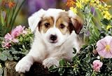 Schmidt Spiele 56012 - Hund Baboo, 100 Teile