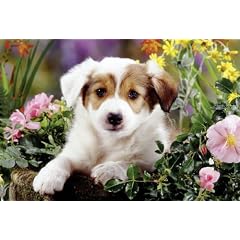 Schmidt Spiele 56012 - Hund Baboo, 100 Teile