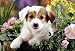 Schmidt Spiele 56012 - Hund Baboo, 100 Teile