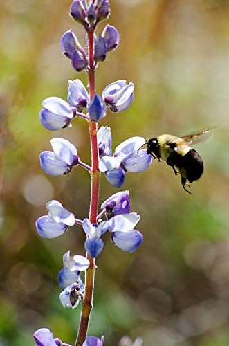 Bee and Lupine 1 - Bee Photo, Flower Photography, Flower Print, Bumblebee Collecting Pollen, Wildlife Photography, Bee Print, Bee Photo, Bee, Insect Photo