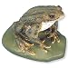 3B Scientific VN708/1 Male Common Toad (Bufo Bufo)