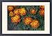 Framed Prints of African Marigold - Close-up from Ardea Wildlife Pets