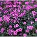 Moss Verbena (Verbena tenuisecta) Jumbo Seed Packet - 1,000 Seeds