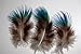 FeatherStore Peacock Plumage Feathers, Blue Hairy, 100 Pieces