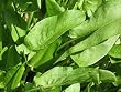 Common Sorrel Rumex Acetosa Seeds 450 Seeds