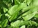 Common Sorrel Rumex Acetosa Seeds 450 Seeds