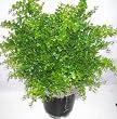 26" Outdoor Maidenhair Fern Plant