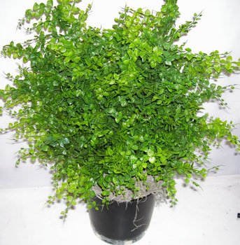 26" Outdoor Maidenhair Fern Plant