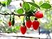 100 HIMALAYAN TIBETAN GOJI BERRY WOLFBERRY FRUIT Bush Lycium Barbabarum Seeds