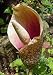 10 AMORPHOPHALLUS BULBIFER EXOTIC TUBER SEEDS